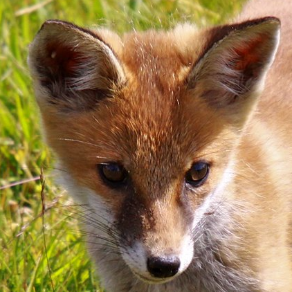 Fox Image